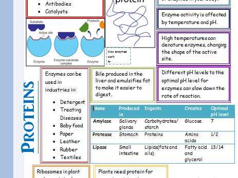 Protein Poster