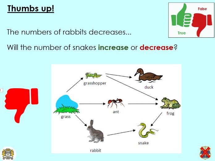 Disruption to food chains and food webs - KS3 Activate lesson