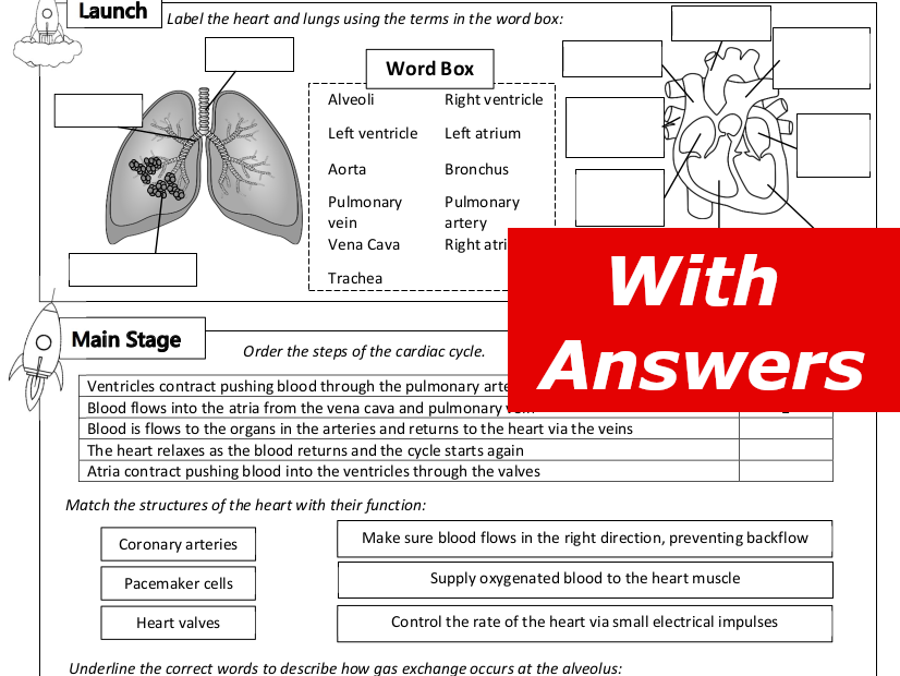 Heart and Lungs Home Learning Worksheet GCSE Teaching Resources