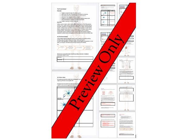 Nervous System Worksheet – Neurons, Synapses & Action Potentials