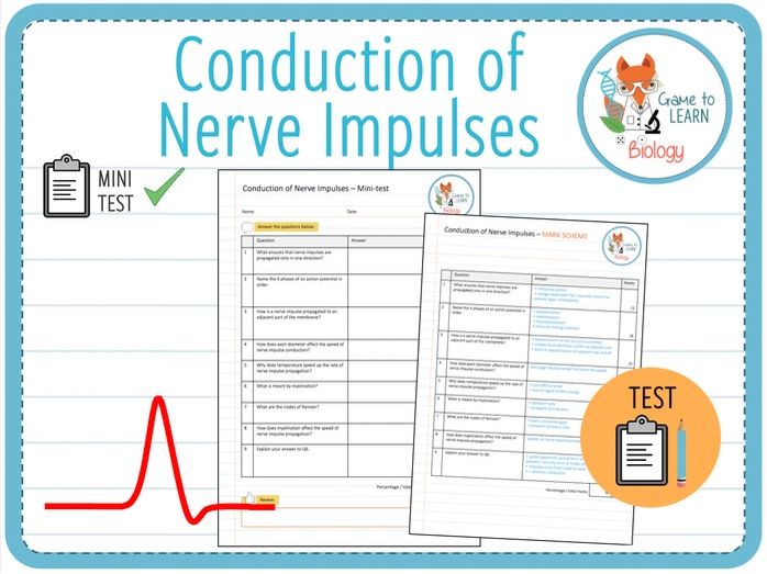 Conduction of Nerve Impulses Minitest (KS5) Teaching Resources