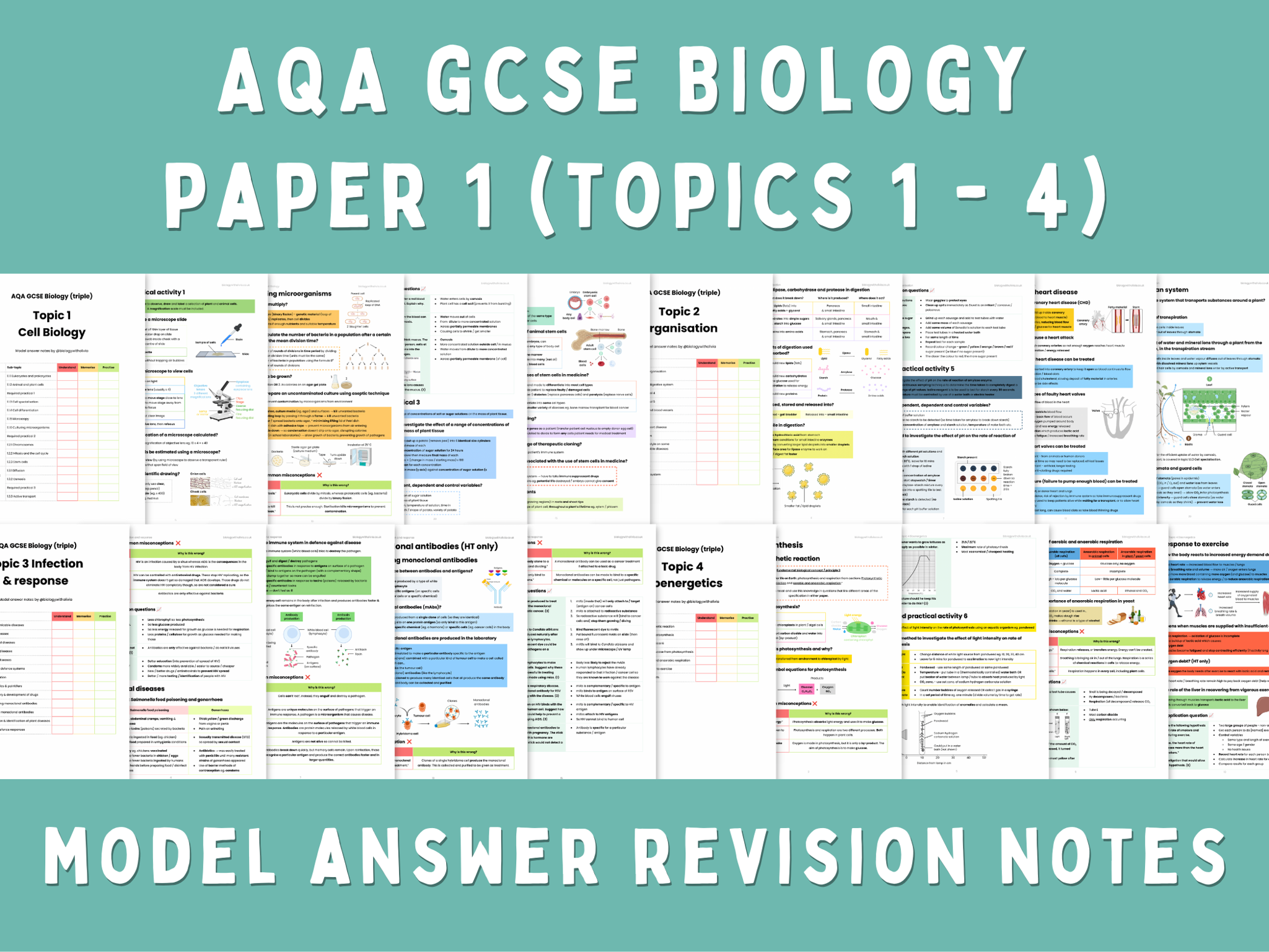 Anatomy Flashcard Set