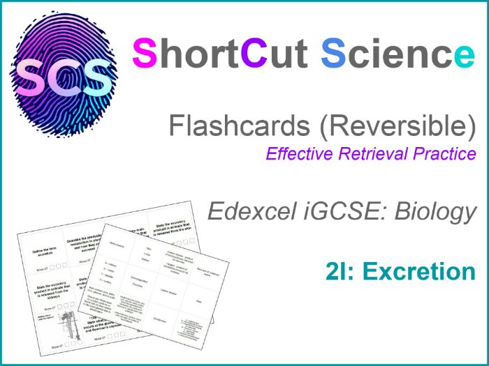 Flashcards Bio IGCSE Edexcel: Excretion