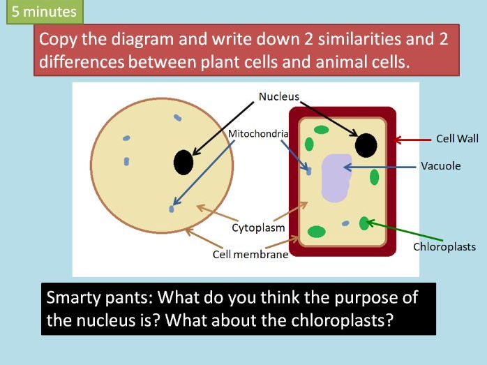 Introduction to Cells - Differentiated powerpoint