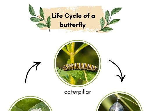 Life Cycle of a Butterfly Poster – EYFS & KS1 Science Display