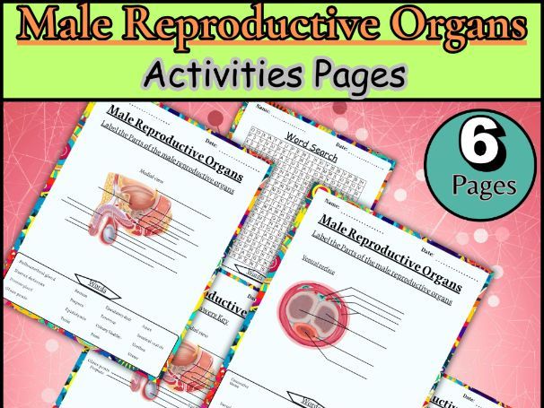 Male Reproductive Organs /Label /Biology worksheet/Life Science