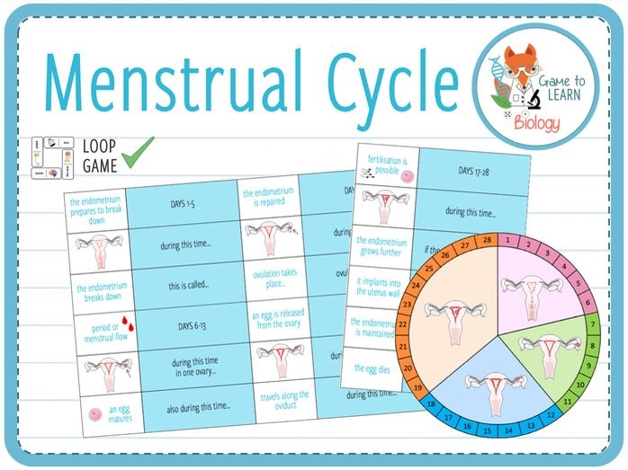 Menstrual Cycle Loop Game (KS3/4) Teaching Resources