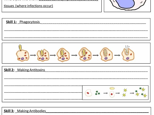 White Blood Cells lesson AQA