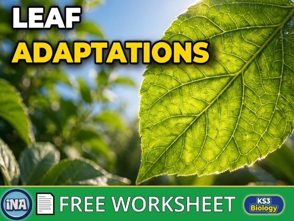 Plant Adaptations for Photosynthesis - FREE KS3 Biology Worksheet