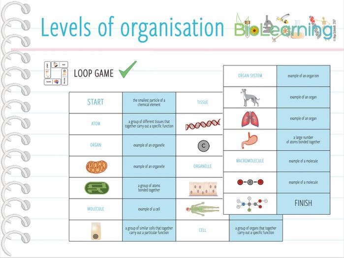 Levels of organisation Loop Game (KS3/4) by anjacschmidt Teaching