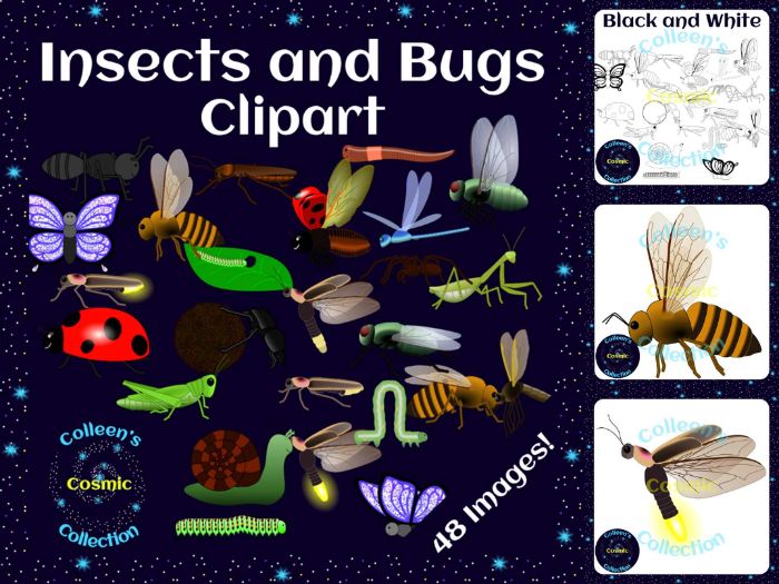Insects and Bugs Clipart Teaching Resources