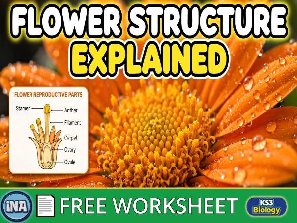 Flower Structure - FREE KS3 Biology Worksheet