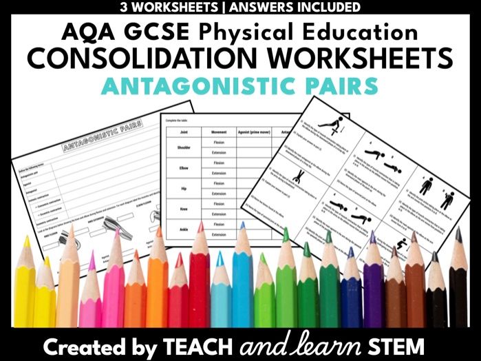 Antagonistic Pairs and Isometric Isotonic Contractions Worksheet | GCSE PE