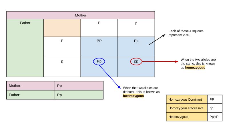 Punnet Square- Image description