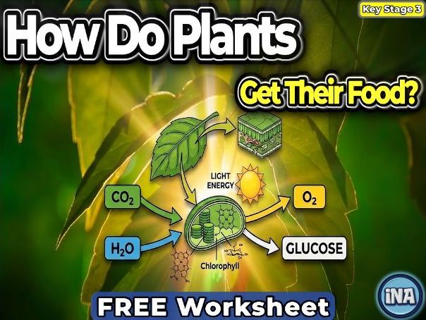 Plant Nutrition - FREE KS3 Biology Worksheet