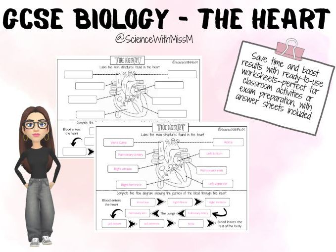 The Heart Worksheet KS4