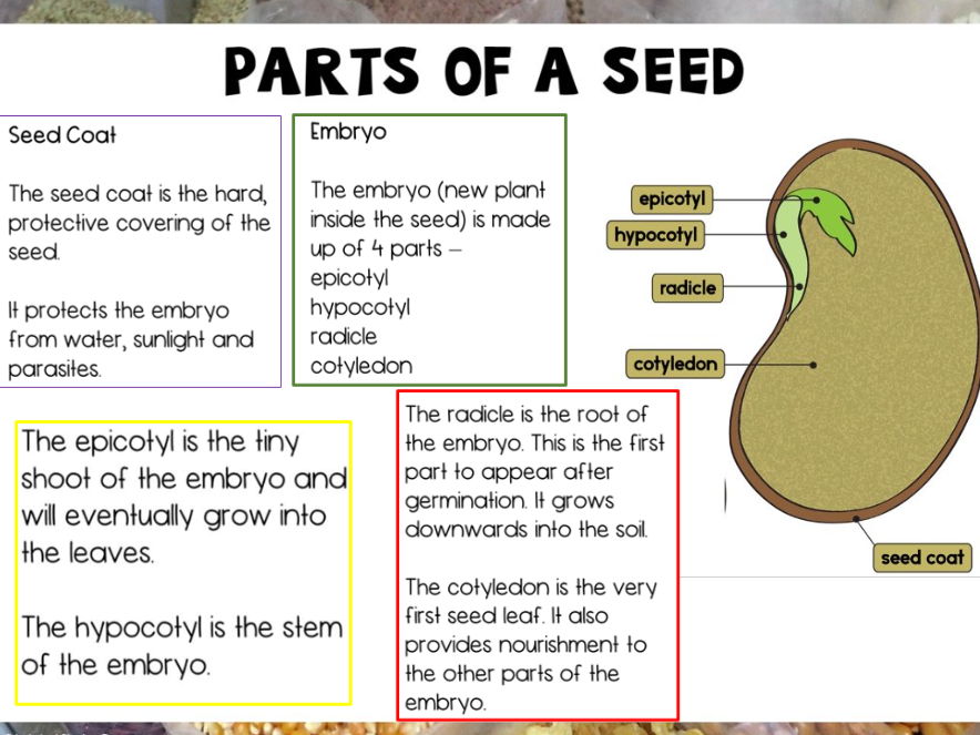 KS2 Science Parts of a Seed