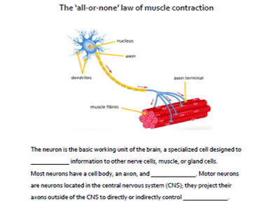 A&P Muscular System: All-or-none law Cloze