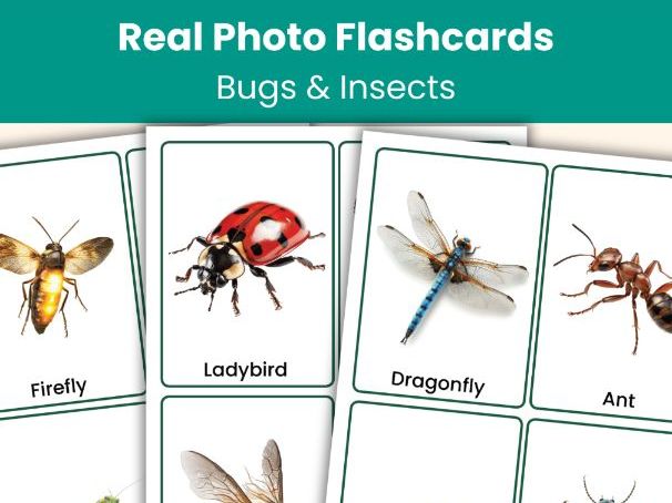 Bugs and Insects Flashcards | Real Photo Vocabulary Cards | Printable Learning Resource