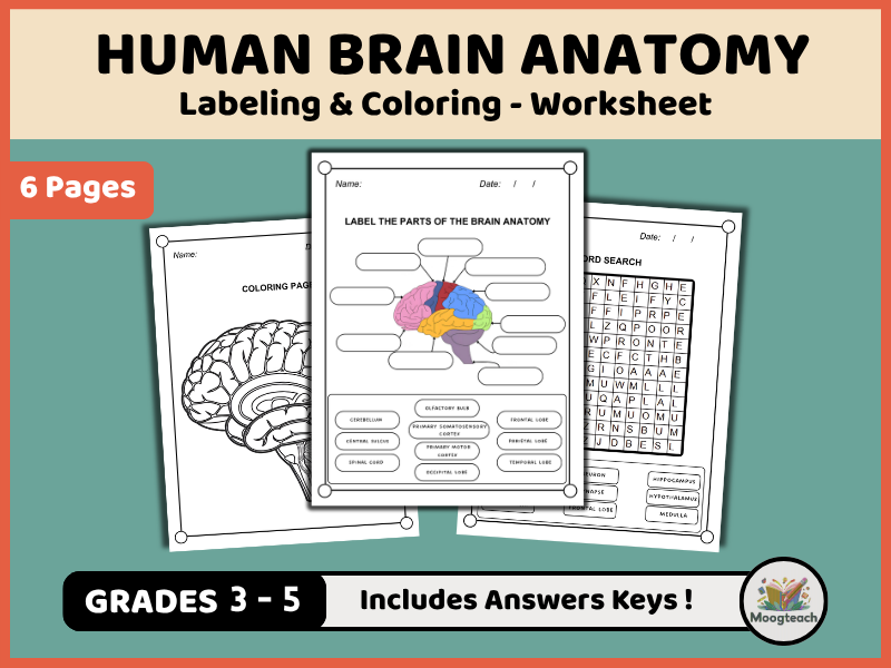 Brain Parts | Human Anatomy | Labeling & Coloring | Biology | Science Worksheet | KS2 | KS3