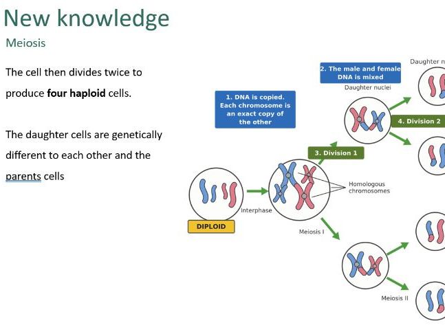 Meiosis (GCSE)