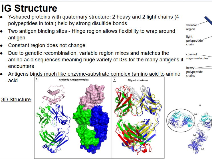 All Immunity AQA AS Level plus Exam Questions and Mark Scheme
