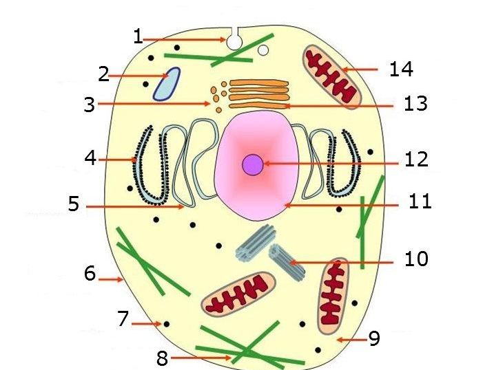 BTEC applied science unit 1 biology - cell structure and function