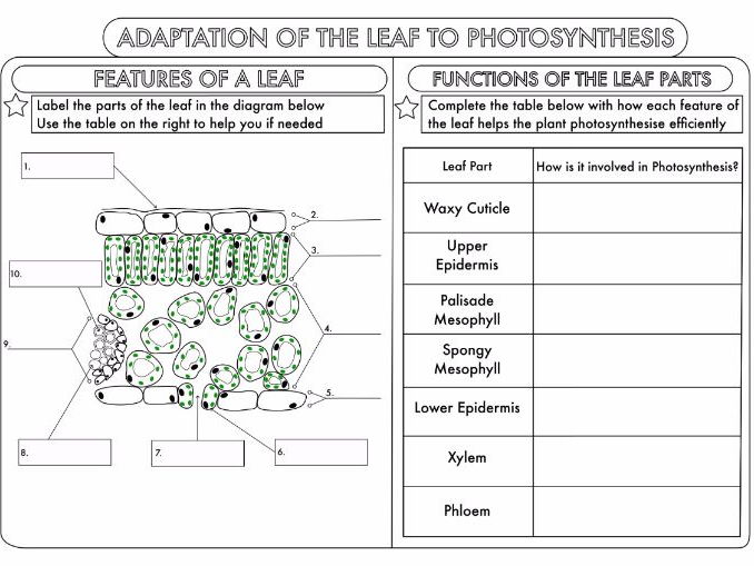 gcse photosynthesis worksheet