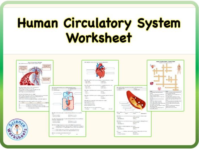 Human Circulatory System - Worksheet | Printable PDF & Distance Learning