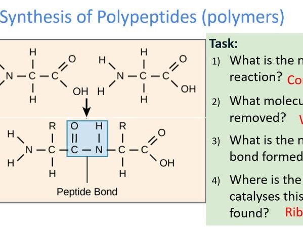 Ch3 - Biological Molecules - 13 lesson pack - OCR A level Biology A