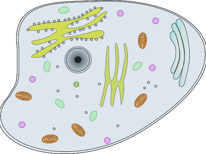 GCSE Eukaryotes & prokaryotes Question 2