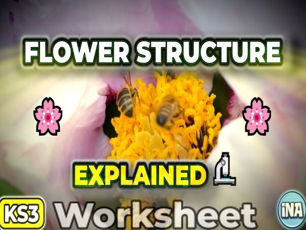 Flower Structure - KS3 Biology Worksheet