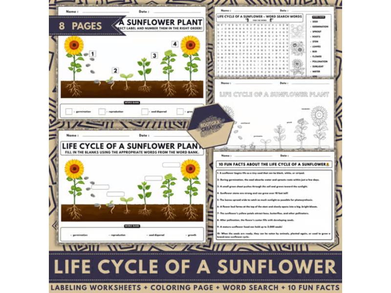 Life Cycle of a Sunflower | Labeling, Coloring Page, Word Search & 10 Facts