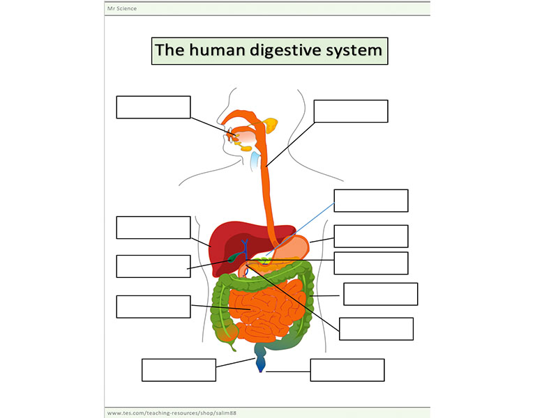 Digestive System Diagram Worksheet - defendusinbattleblog