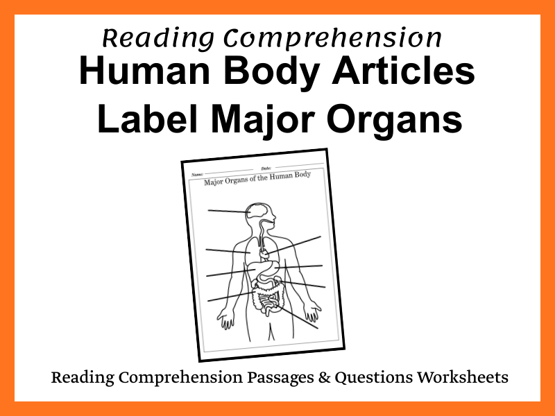 Major Organs of the Human Body: Labeling Worksheet (No Prep!)