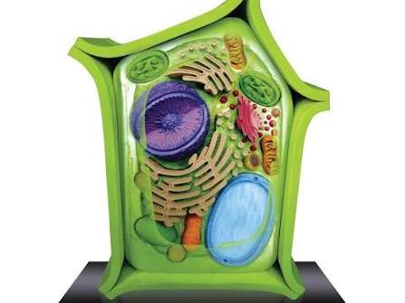 Plant Cell PPT