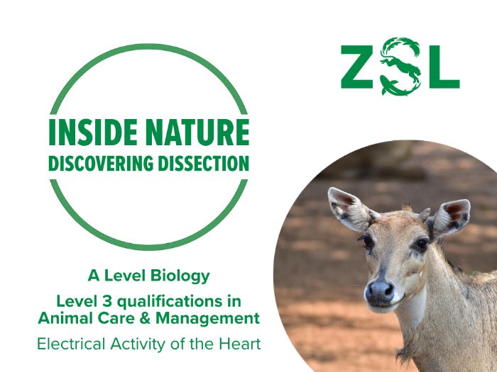 A Level & T Level Dissection: Electrical Activity of the Heart