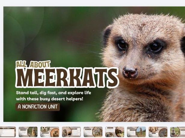 All About Meerkats Comprehension | KS1 Nonfiction Reading
