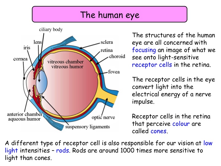 Homeostasis: Principles of Homeostasis, The Structure & Function of the Nervous System,  Reflex Actions, The Brain, The Eye & Common Problems with the Eye