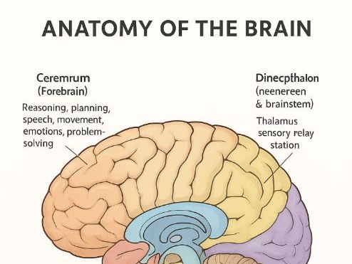 Nervous System & Brain Anatomy Biology Notes | High School Science, GCSE & AP Biology