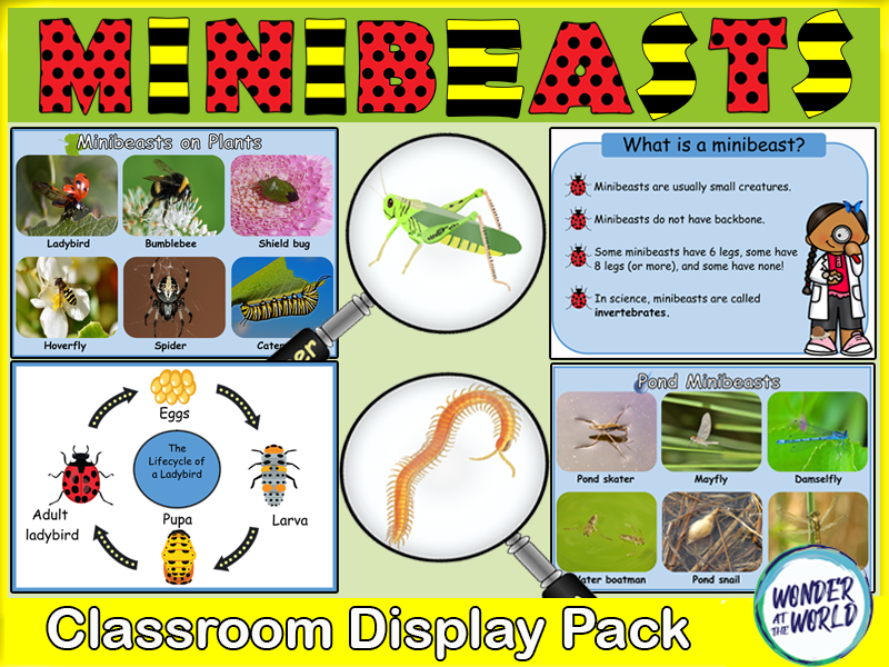 Minibeasts Classroom Display Pack KS1 Teaching Resources