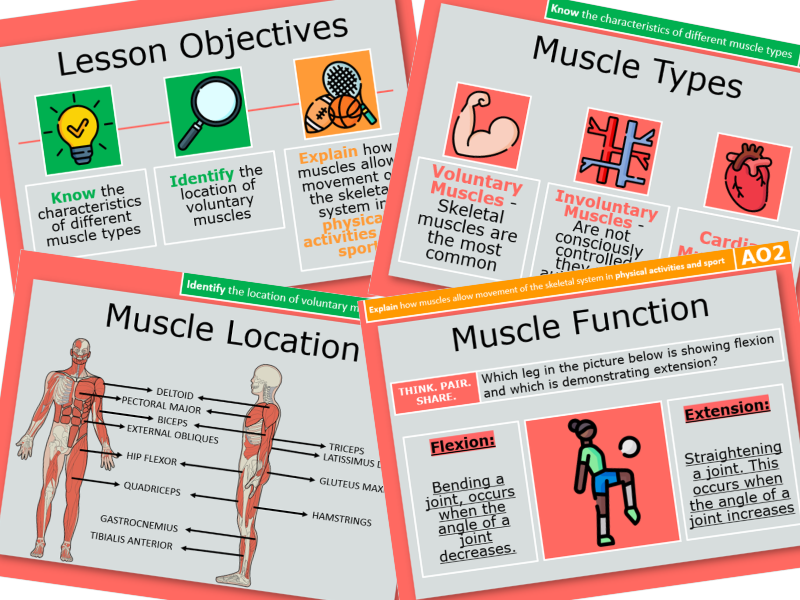4. Classification, Location and Roles of Muscles