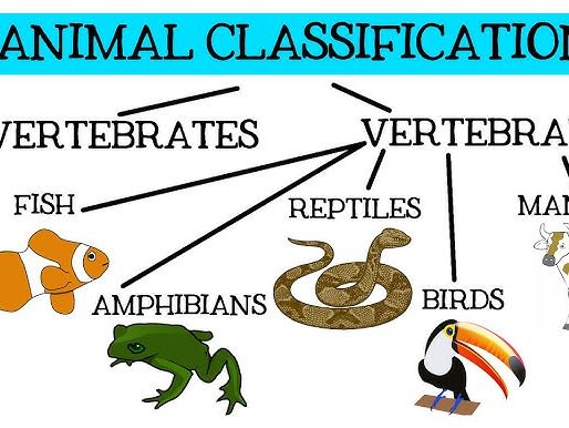 Classification of animals Activity
