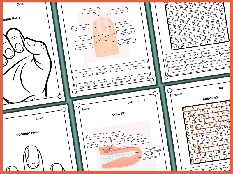 Nail Anatomy Worksheet Pack | Labeling, Coloring & Word Search (K-4 ...