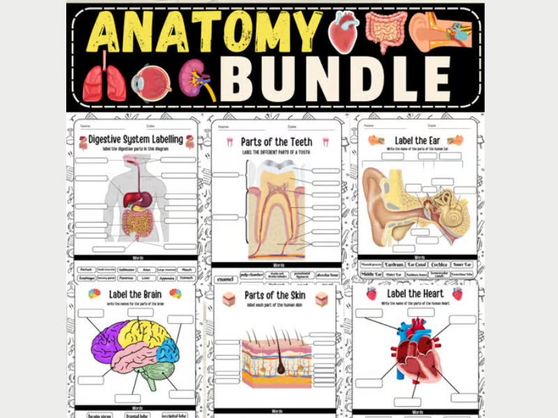 Human Anatomy Bundle: The Human Body Labeling Worksheets & Coloring & Activities