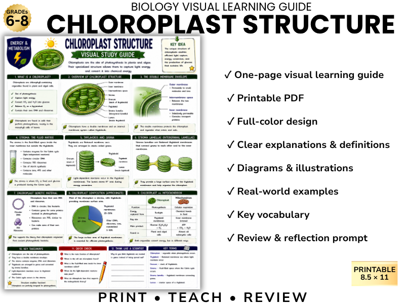 CHLOROPLAST STRUCTURE | Biology Visual Learning Guide | Grade 8 & Middle School Science