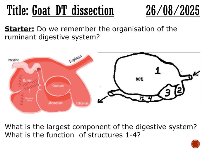 Ruminant digestive tract dissection - Ag Science