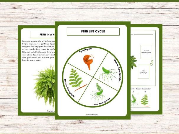 Life Cycle of a Fern Worksheet - Plant Science Unit Study With Fun Facts!
