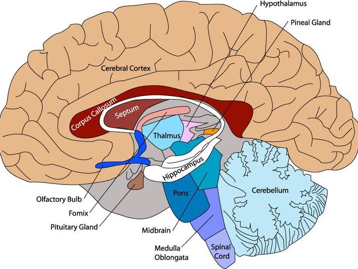 GCSE Psychology - Topic 1 Development Lessons 1-4