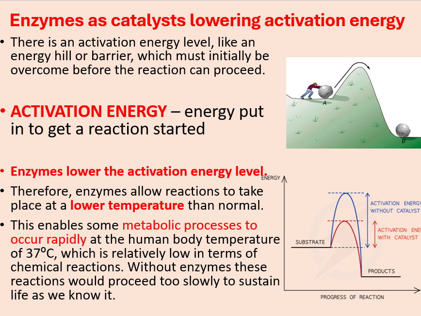 AQA A level Biology Topic 1. Enzyme Action (3.1.4.2)